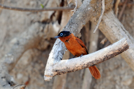 Tchitrec malgache - Terpsiphone mutata - Malagasy Paradise Flycatcher (43).jpg