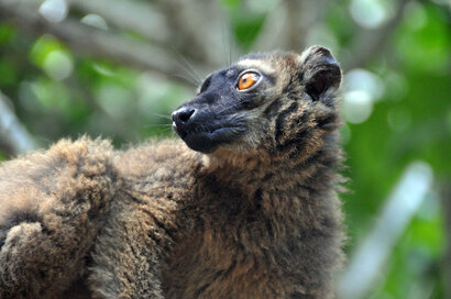 Maki de Mayotte-Lémur à front blanc (34).jpg