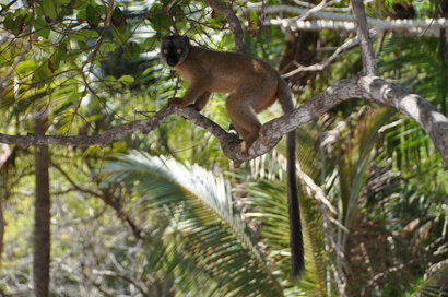 Maki de Mayotte-Lémur à front blanc (36).jpg