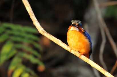 Martin-pêcheur vintsi - Corythornis vintsioides - Malagasy Kingfisher (29).jpg