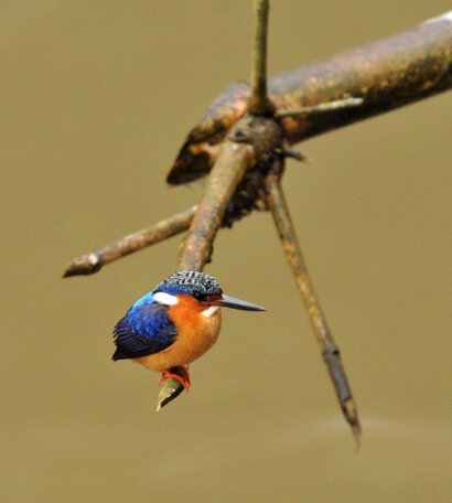 Martin-pêcheur vintsi - Corythornis vintsioides - Malagasy Kingfisher (3).jpg