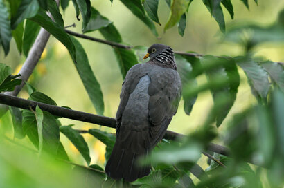 Pigeon des Comores-Columba pollenii - Comoros Olive Pigeon (2).jpg