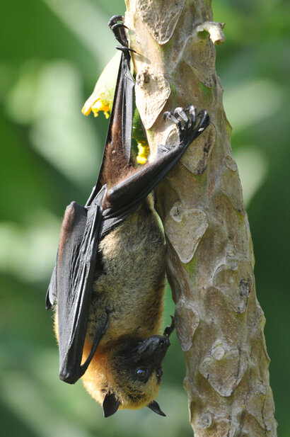Roussette des Seychelles-Roussette des Comores-Pteropus seychellensis (11).jpg