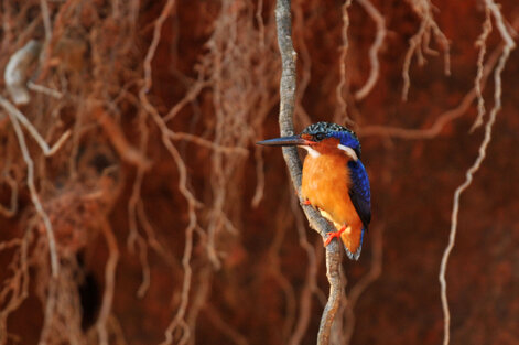 Martin-pêcheur vintsi - Corythornis vintsioides - Malagasy Kingfisher (17).jpg
