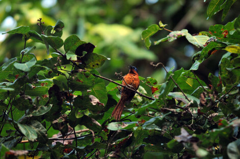 Tchitrec malgache - Terpsiphone mutata - Malagasy Paradise Flycatcher (33).jpg