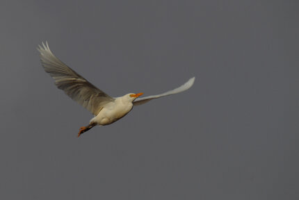Héron garde boeuf - bulbulcus ibis (1).jpg