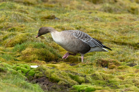 Oie à bec court - Anser brachyrhynchus - Pink-footed Goose (17).jpg