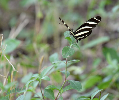 Héliconius-zèbre - Heliconius charithonia - zebra longwing (2).jpg