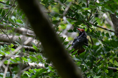 Merle vantard - Turdus plumbeus - Red-legged Thrush (5).jpg