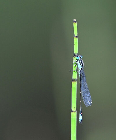 Ichnure élégante - Ischnura elegans (9).jpg