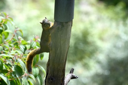 Écureuil à queue rouge - Sciurus granatensis (17).JPG