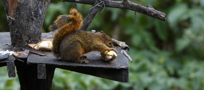 Écureuil à queue rouge - Sciurus granatensis (63).JPG