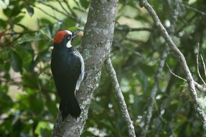 Pic glandivore - Melanerpes formicivorus - Acorn Woodpecker (188).JPG