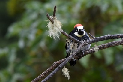 Pic glandivore - Melanerpes formicivorus - Acorn Woodpecker (237).JPG