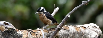 Pic glandivore-Melanerpes formicivorus-Acorn Woodpecker immature (59).JPG