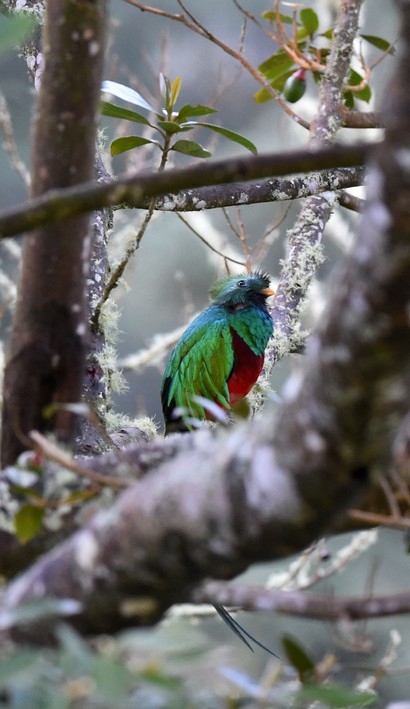 Quetzal resplendissant - Pharomachrus mocinno - Resplendent Quetzal (168).JPG