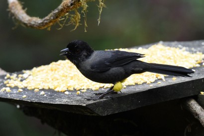 Tohi à cuisses jaunes - Pselliophorus tibialis - Yellow-thighed Finch (58).JPG