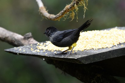 Tohi à cuisses jaunes - Pselliophorus tibialis - Yellow-thighed Finch (66).JPG