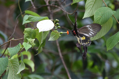 Troides darsius-Sri Lankan birdwing.jpg