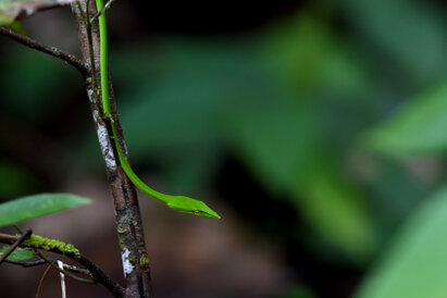 Ahaetulla nasuta - Green vine snake (8).jpg