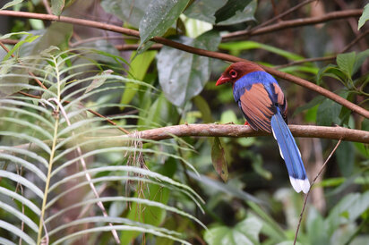 Pirolle de Ceylan - Urocissa ornata - Sri Lanka Blue Magpie (3).jpg
