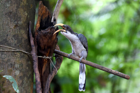 Calao de Ceylan - Ocyceros gingalensis - Sri Lanka Grey Hornbill (37).jpg