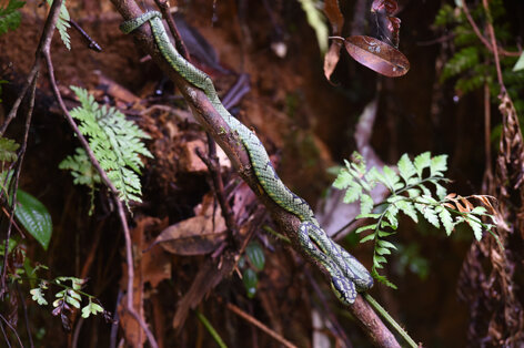Trimeresurus trigonocephalus -  Sri Lankan Green pitviper (4).jpg
