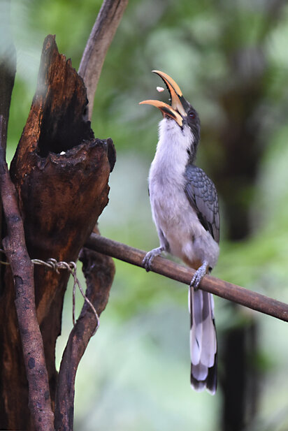 Calao de Ceylan - Ocyceros gingalensis - Sri Lanka Grey Hornbill (27).jpg