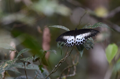 Papilio polymnestor, Blue Mormon, (2).jpg