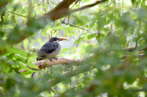 Calao de Ceylan - Ocyceros gingalensis - Sri Lanka Grey Hornbill (8).jpg