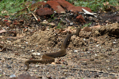 Ptyas mucosus maximus - Rat Snake (19).jpg