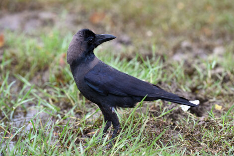 Corbeau indien - Corvus culminatus - Indian Jungle Crow (1).jpg