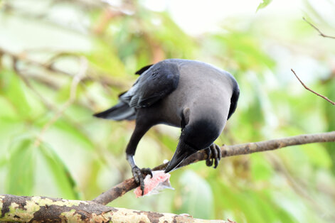 Corbeau familier - Corvus splendens - House Crow (7).jpg