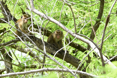 Macaque à toque - Macaca sinica • Macaque couronné (3).jpg