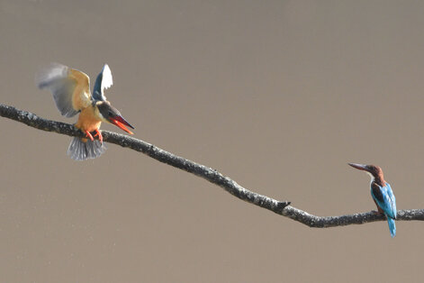 Martin-chasseur gurial - Pelargopsis capensis - Stork-billed Kingfisher (2).jpg