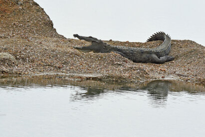 Crocodile des marais - Crocodylus palustris (3).jpg