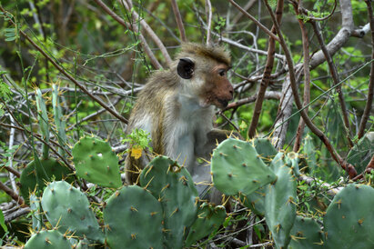 Macaque à toque - Macaca sinica • Macaque couronné (2).jpg