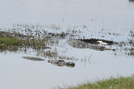 Crocodile des marais - Crocodylus palustris (6).jpg