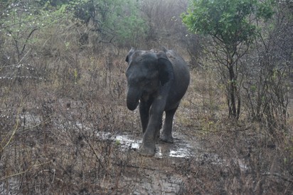 Éléphant du Sri Lanka - Elephas maximus maximus 1 (67).JPG