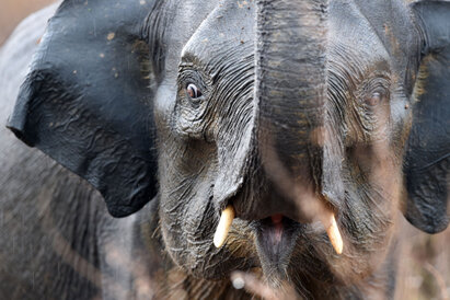 Éléphant du Sri Lanka - Elephas maximus maximus (17).jpg