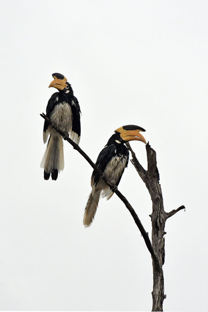 Calao de Malabar - Anthracoceros coronatus - Malabar Pied Hornbill (18).jpg
