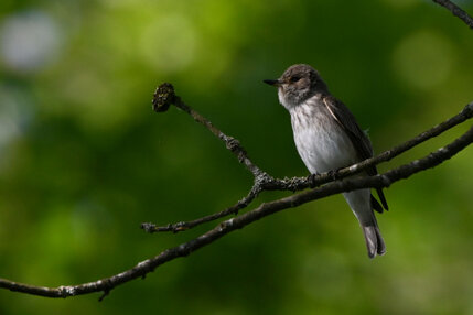 Gobemouche gris-Muscicapa striata-Spotted Flycatcher (5) - Copie.jpg