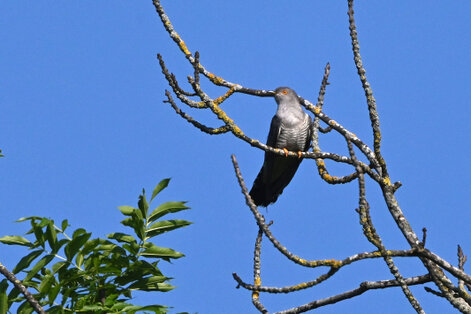Coucou gris-Cuculus canorus-Common Cuckoo (5).jpg