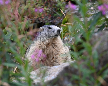 Marmotte des Alpes-Marmota marmota (1).jpg