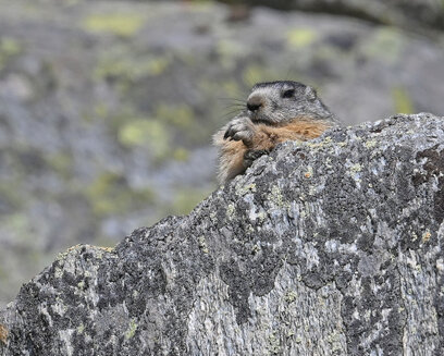 Marmotte des Alpes-Marmota marmota (2).jpg