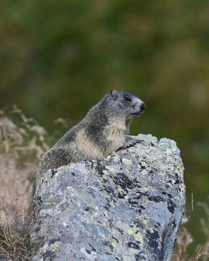 Marmotte des Alpes-Marmota marmota (3).jpg