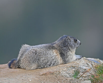 Marmotte des Alpes-Marmota marmota (4).jpg