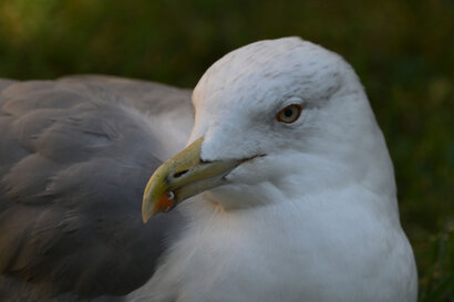 Goéland argenté-Larus argentatus-European Herring Gull (127).jpg