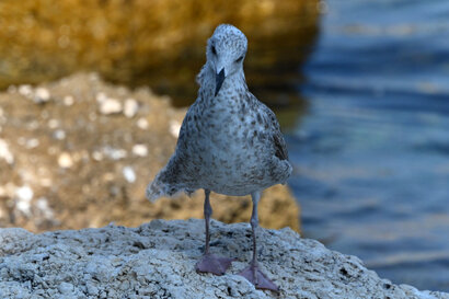 Goéland argenté-Larus argentatus-European Herring Gull (53).jpg