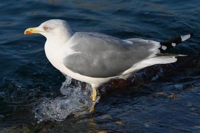 Goéland leucophée-Larus michahellis-Yellow-legged Gull (42).JPG